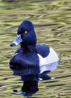 USA, Washington State, Sammamish. Ring-necked diving duck. Art Print